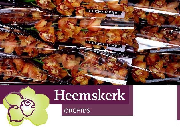 <h4>CYMB T MI BR ARANCIA</h4>