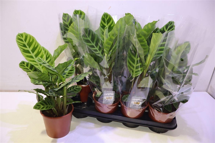 <h4>arr8 Calat Zebrina</h4>