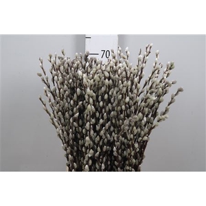 Salix Ca Snow Flake