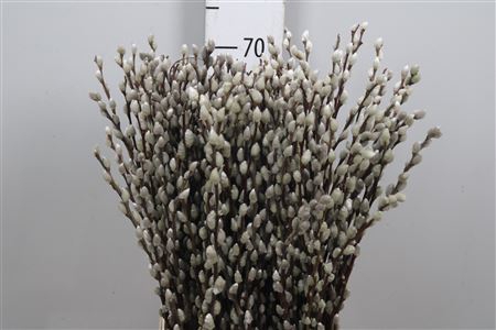 <h4>Salix Ca Snow Flake</h4>