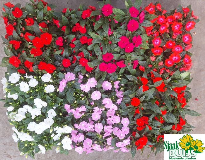 <h4>IMPAT NG GEM 6 KL</h4>