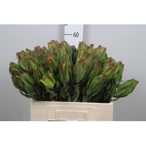 Leucad Laurel Yellow