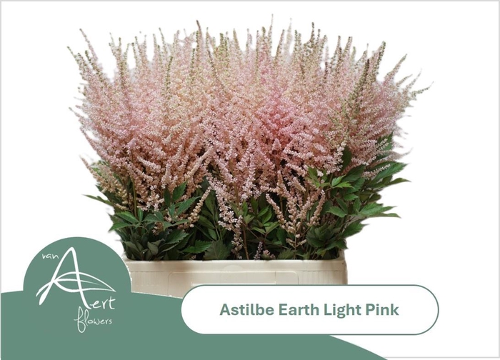 <h4>ASTIL AR EART L PINK</h4>