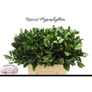 RUSCUS HYPOPHYLLUM