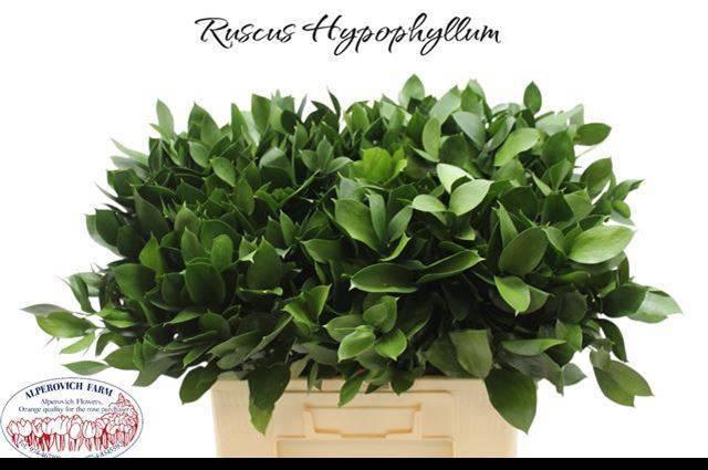 <h4>RUSCUS HYPOPHYLLUM</h4>