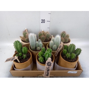 Cactus   ...mix