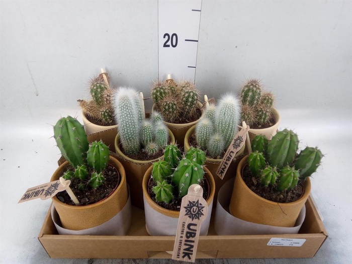 <h4>Cactus   ...mix</h4>