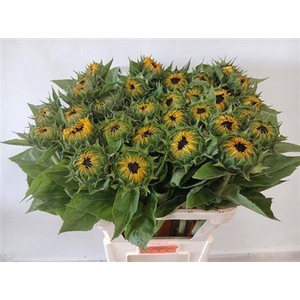 Helianthus Sunrich Provence