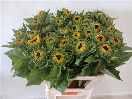 <h4>Helianthus Sunrich Provence</h4>