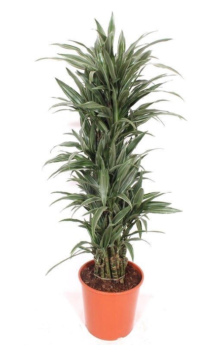 <h4>Dracaena Warneckei</h4>