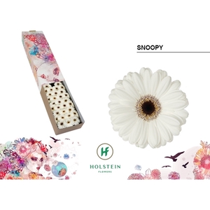 Ge Mi Snoopy Box Holstein