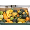 Cucurbita Maya Mix