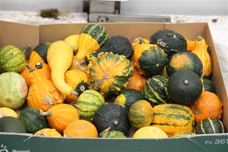 <h4>Cucurbita Maya Mix</h4>
