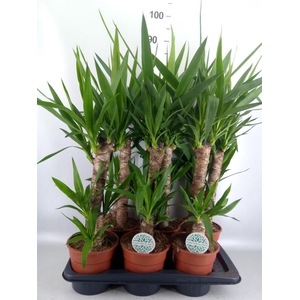 Yucca ...