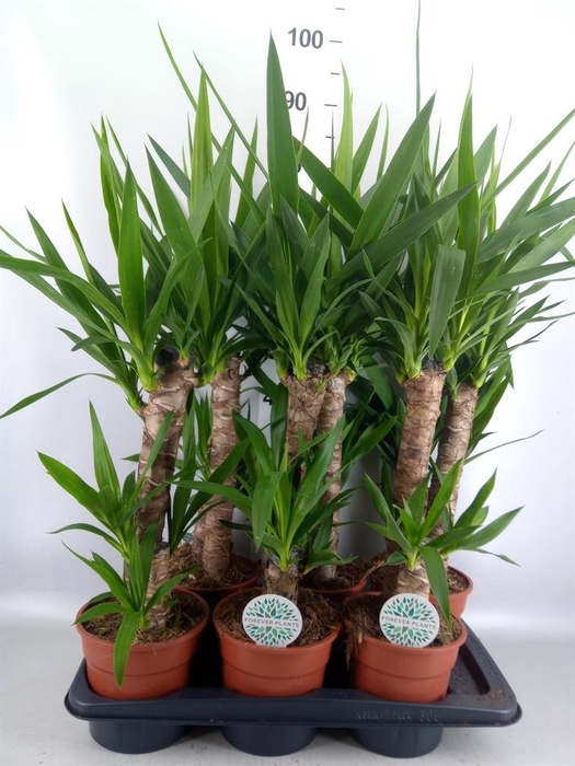 <h4>Yucca ...</h4>