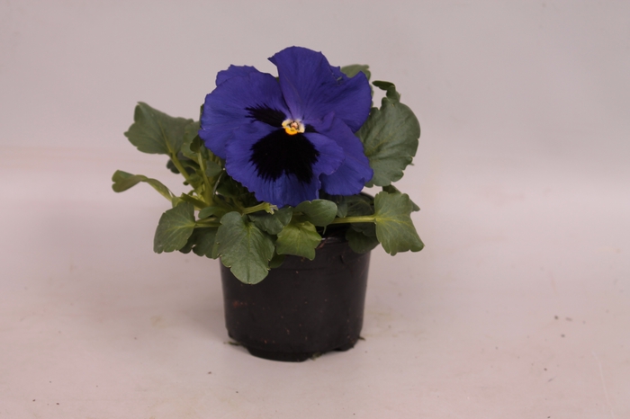 Viola wittrockiana F1 Blue Blotch