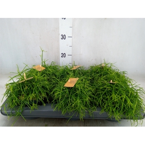 Rhipsalis   ...