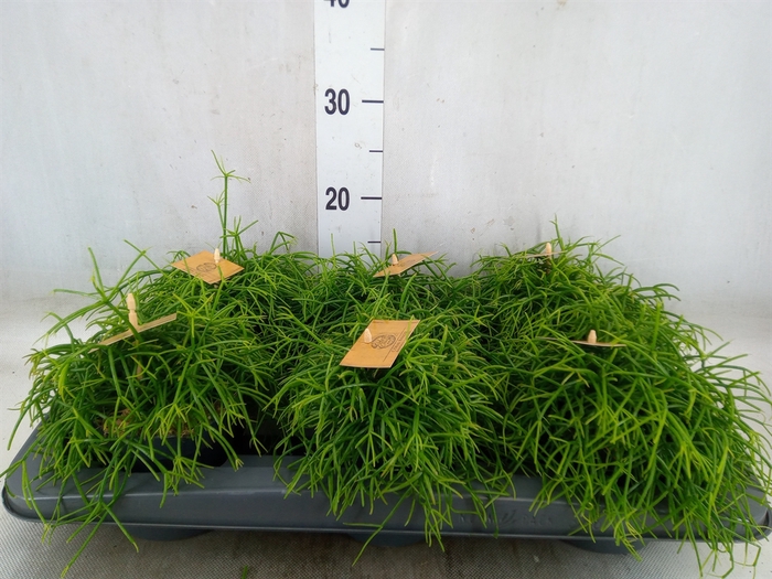 <h4>Rhipsalis   ...</h4>