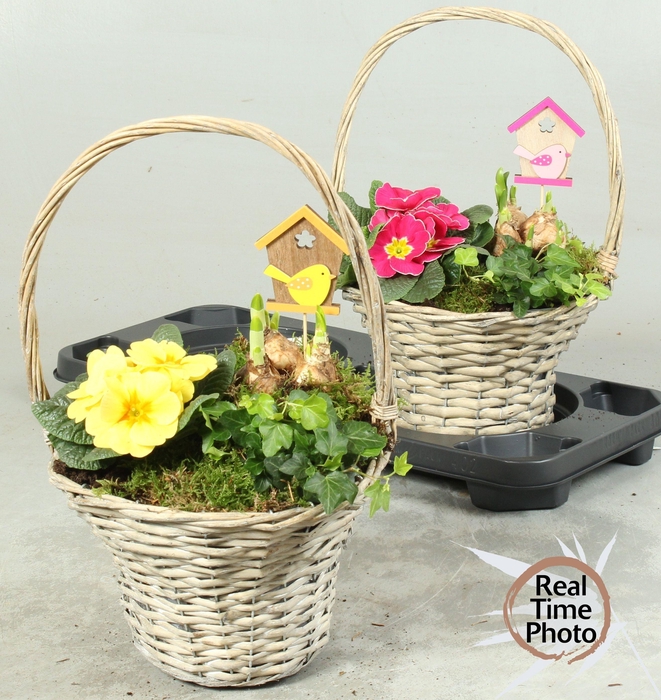 <h4>ARR TUINPLANTEN</h4>