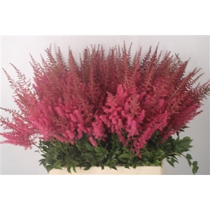 Astilbe Else Schluc