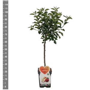 Appel Dwergfruit - Mini-appel 5 liter