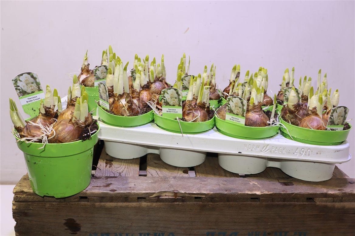 <h4>arr8 Narc D Bridal Crown</h4>