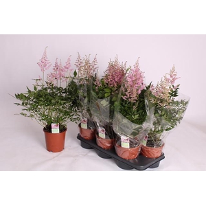 ASTILBE OVERIG