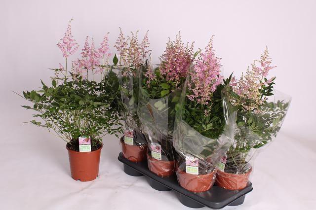 <h4>ASTILBE OVERIG</h4>