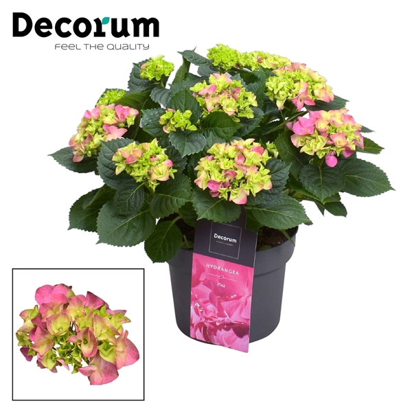 <h4>Hydrangea Bol Pink 7 - 12 kop (Decorum)</h4>