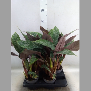 Planten   ...green L%