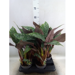 Planten   ...green L%