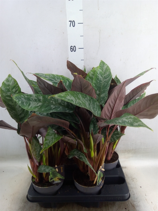 <h4>Planten   ...green L%</h4>