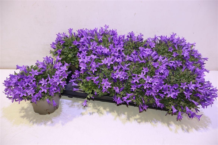 <h4>arr8 Camp Por Kris</h4>