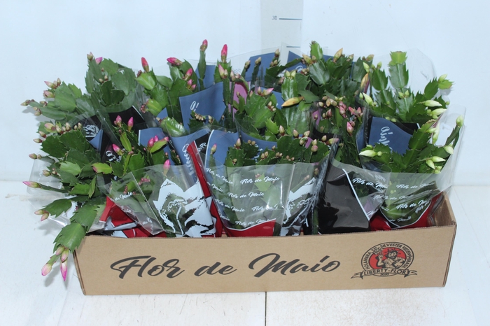 <h4>FLOR DE MAIO P11</h4>