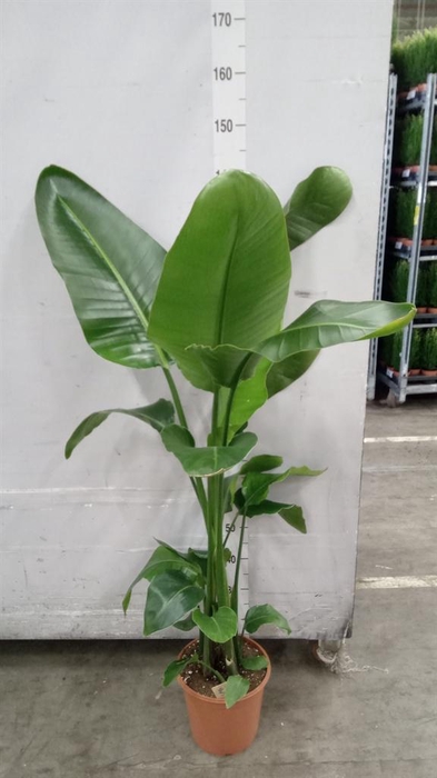 <h4>Strelitzia nicolai</h4>