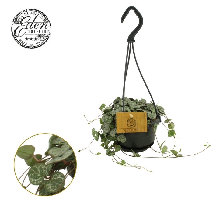 <h4>Ceropegia Woodii Variegata 10,5cm HP</h4>