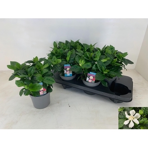 GARDENIA JASMINOIDES