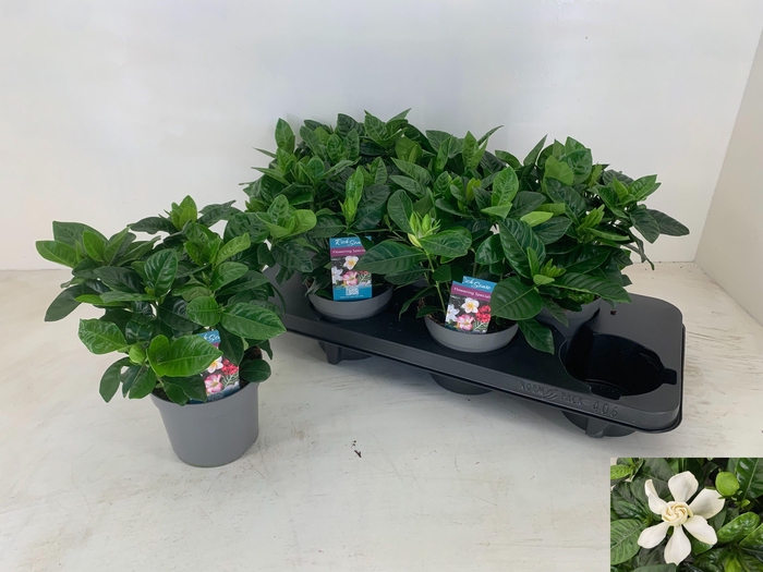 <h4>GARDENIA JASMINOIDES</h4>