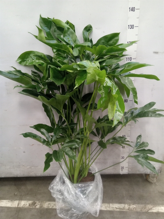 <h4>Philodendron  'Fun Bun'</h4>