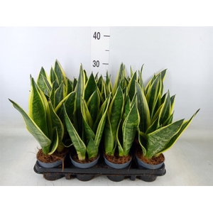 Sansevieria trifa. 'Black Gold'