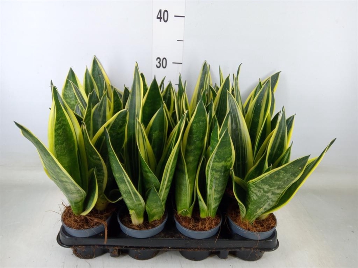 <h4>Sansevieria trifa. 'Black Gold'</h4>