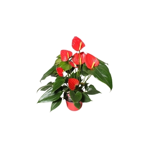 Anthurium XL.73 Hello Merlot 14cm