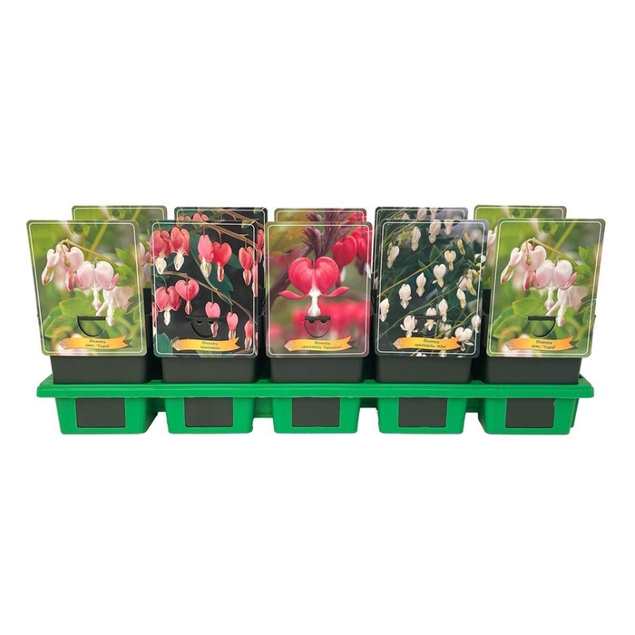 <h4>Dicentra spectabilis</h4>