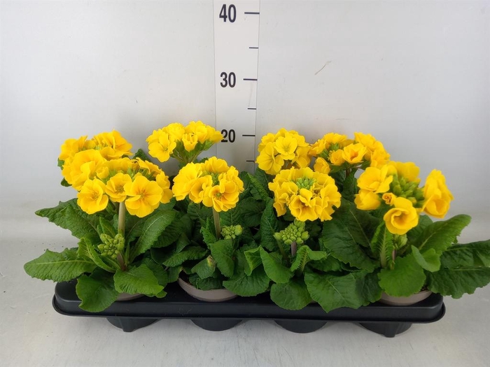 <h4>Primula elat.</h4>