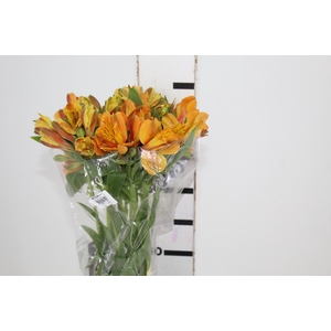 ALSTROEMERIA GYPSY 080 CM LARANJA