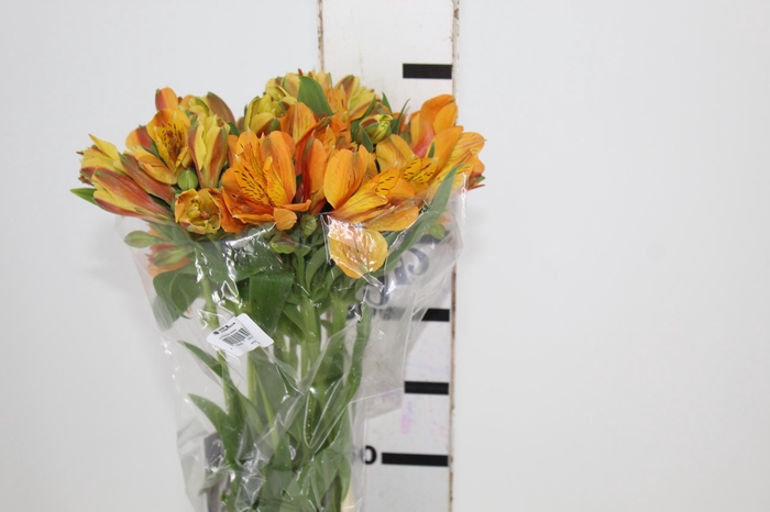 ALSTROEMERIA GYPSY 080 CM LARANJA