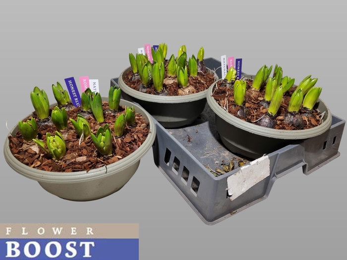 <h4>HYACIN PEAR GEM 3 KL</h4>