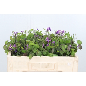 Lunaria Ann