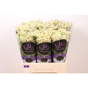 Tana Pa Single Vegmo