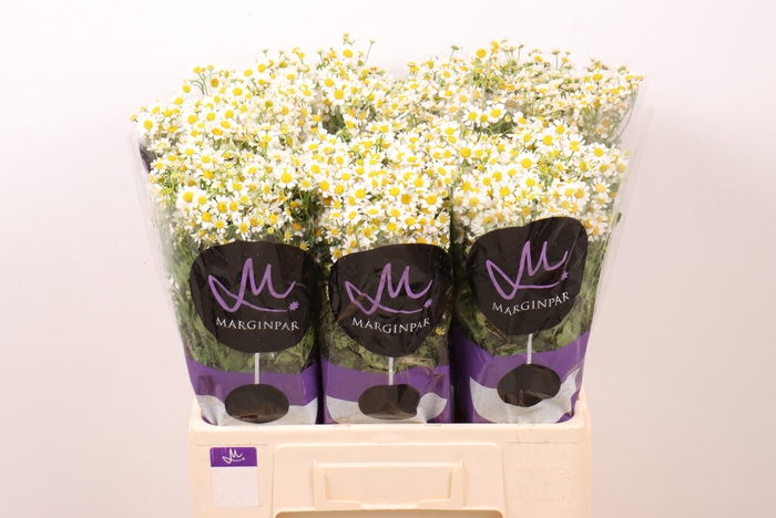 <h4>TANA PA SINGLE VEGMO</h4>